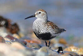 Dunlin