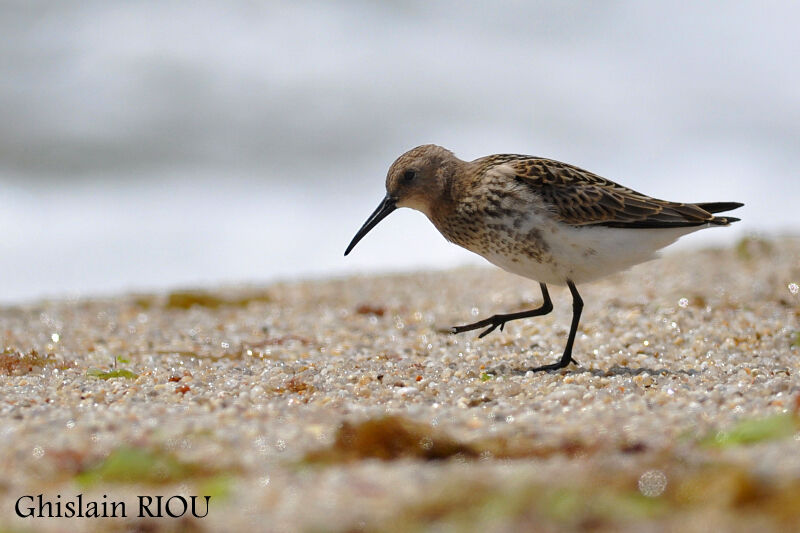 Dunlin