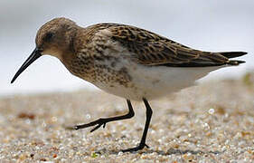 Dunlin