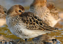 Dunlin