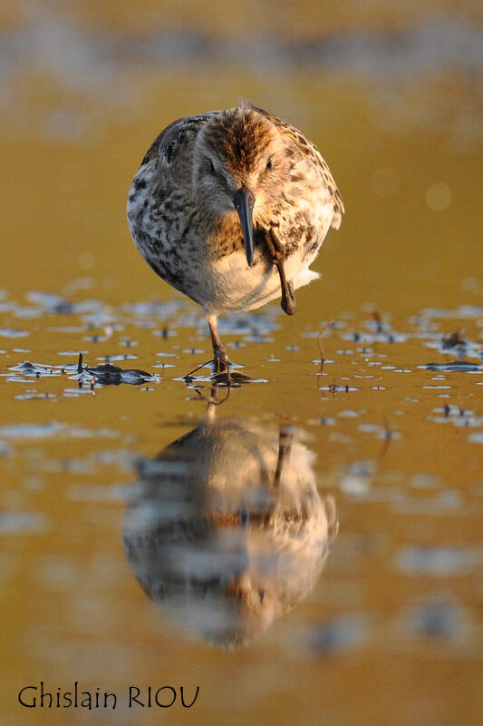 Bécasseau variable