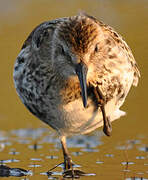 Dunlin