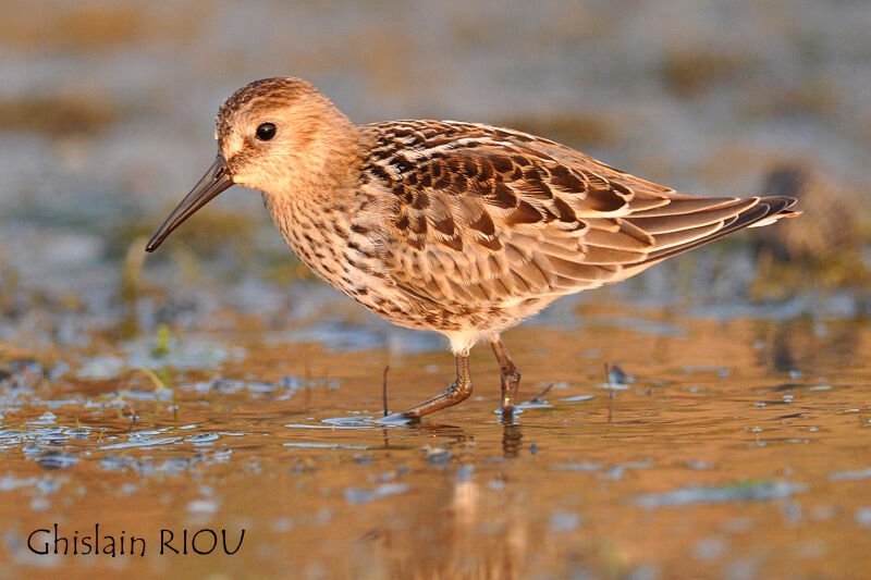 Dunlin