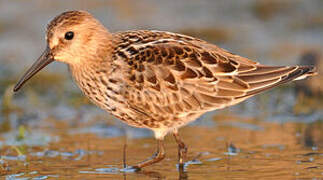 Dunlin