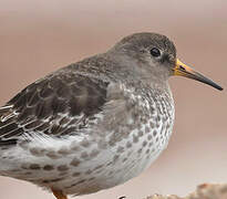 Purple Sandpiper