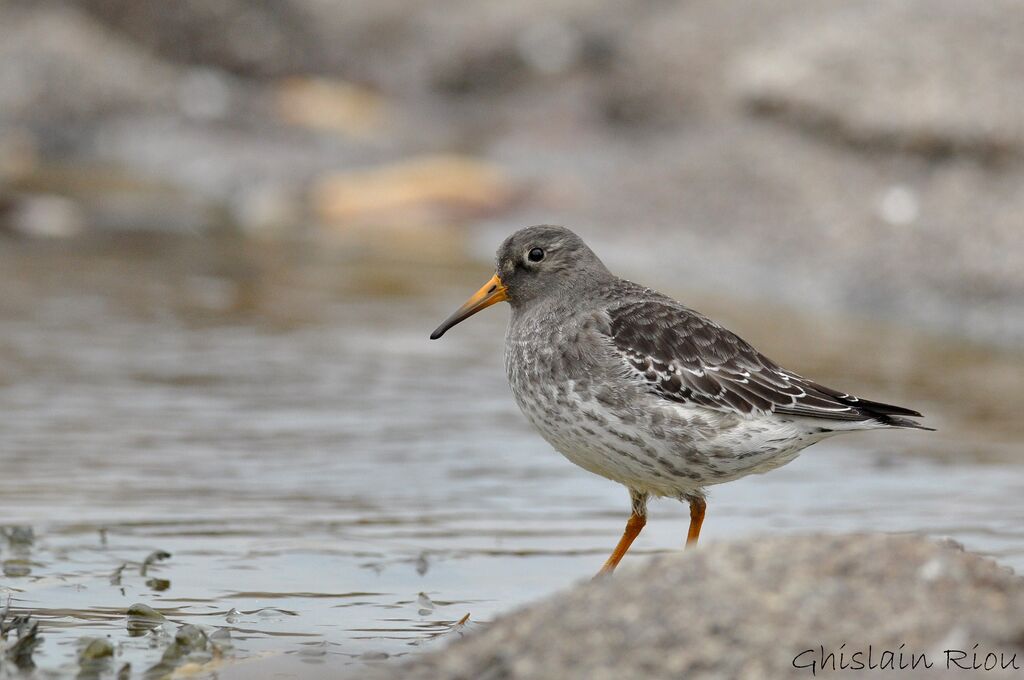 Purple Sandpiper