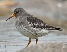 Purple Sandpiper