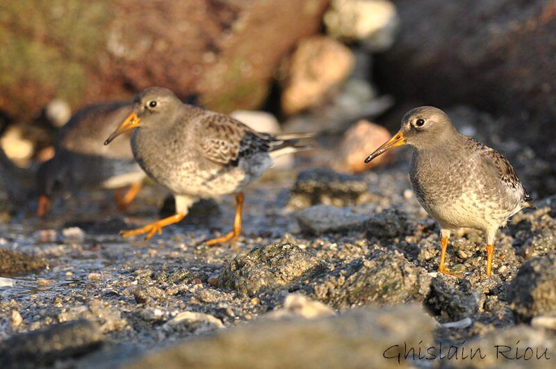 Purple Sandpiper