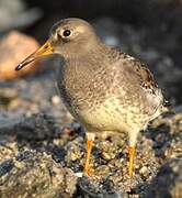 Purple Sandpiper