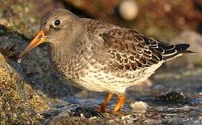 Purple Sandpiper