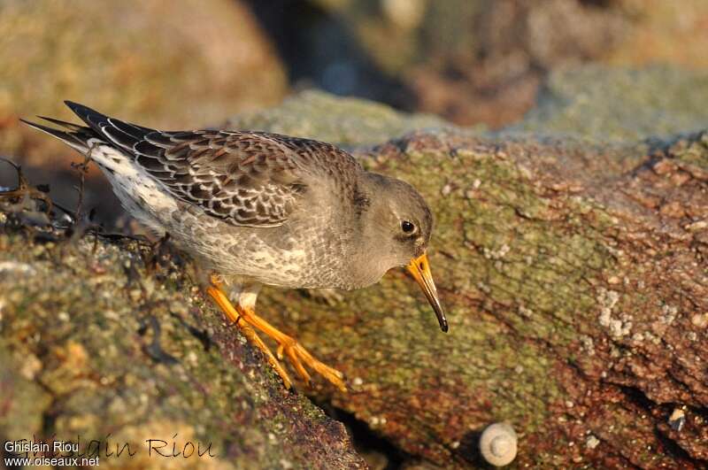 Purple Sandpiperadult, Behaviour