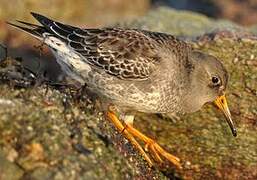 Purple Sandpiper