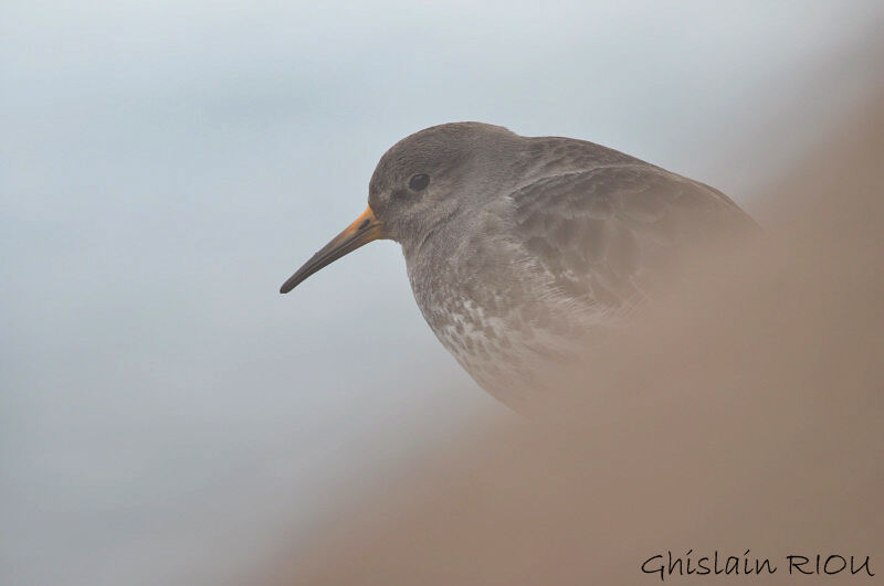 Purple Sandpiper