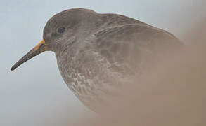 Purple Sandpiper