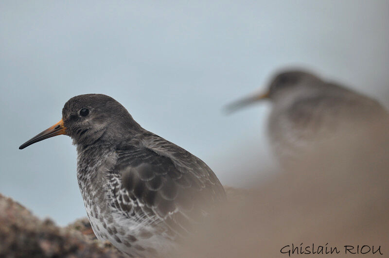 Purple Sandpiper