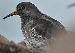 Purple Sandpiper