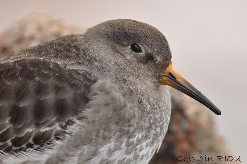 Purple Sandpiper