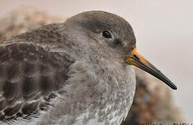 Purple Sandpiper