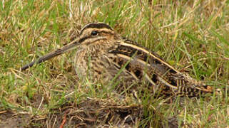 Common Snipe