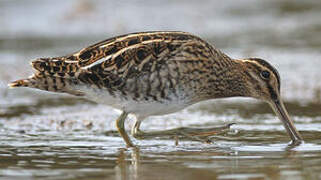 Common Snipe