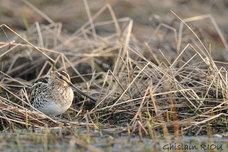 Common Snipe