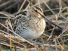 Common Snipe