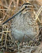 Common Snipe