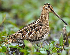 Common Snipe