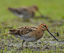 Common Snipe