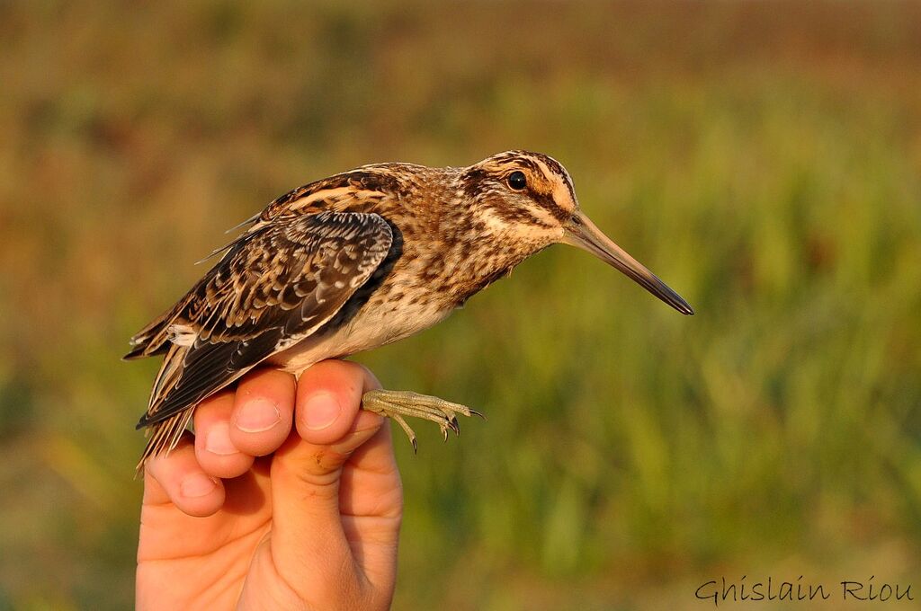 Jack Snipe