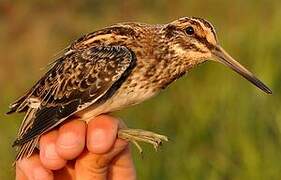 Jack Snipe