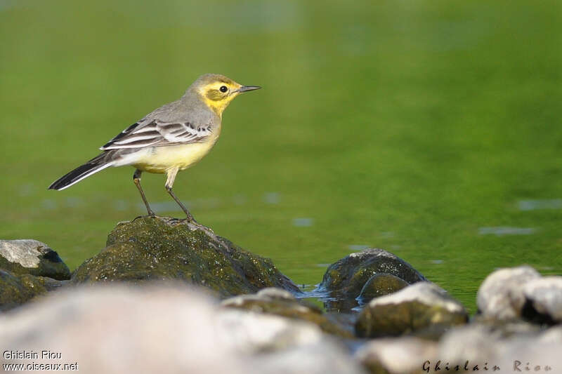 Citrine Wagtail female adult, identification