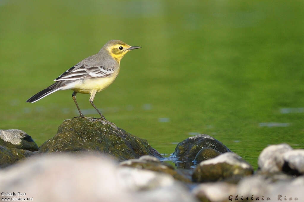 Citrine Wagtail female adult, identification