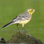 Citrine Wagtail