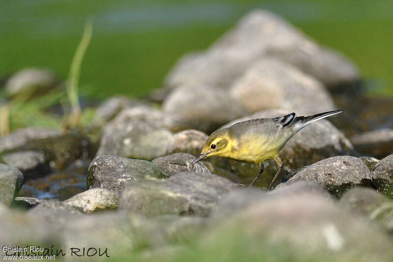 Citrine Wagtail female adult, fishing/hunting, Behaviour