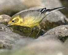 Citrine Wagtail