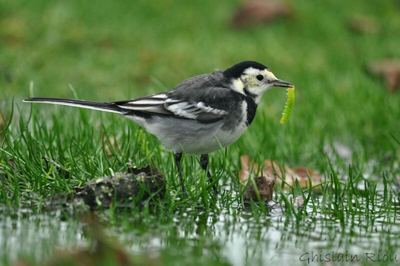 White Wagtail (yarrellii)