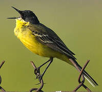 Western Yellow Wagtail (feldegg)