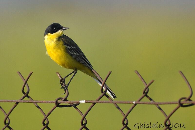 Western Yellow Wagtail (feldegg)