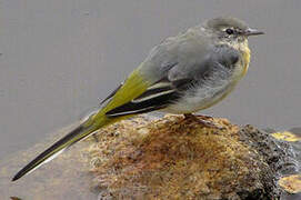 Grey Wagtail