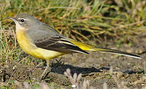 Grey Wagtail