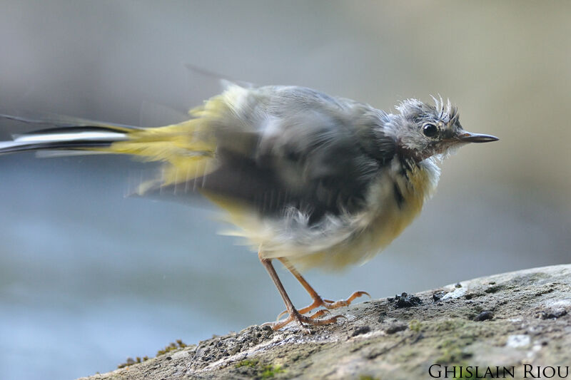 Grey Wagtail