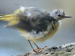 Grey Wagtail