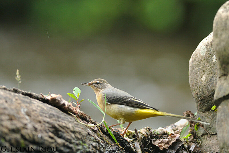 Grey Wagtail