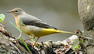 Grey Wagtail