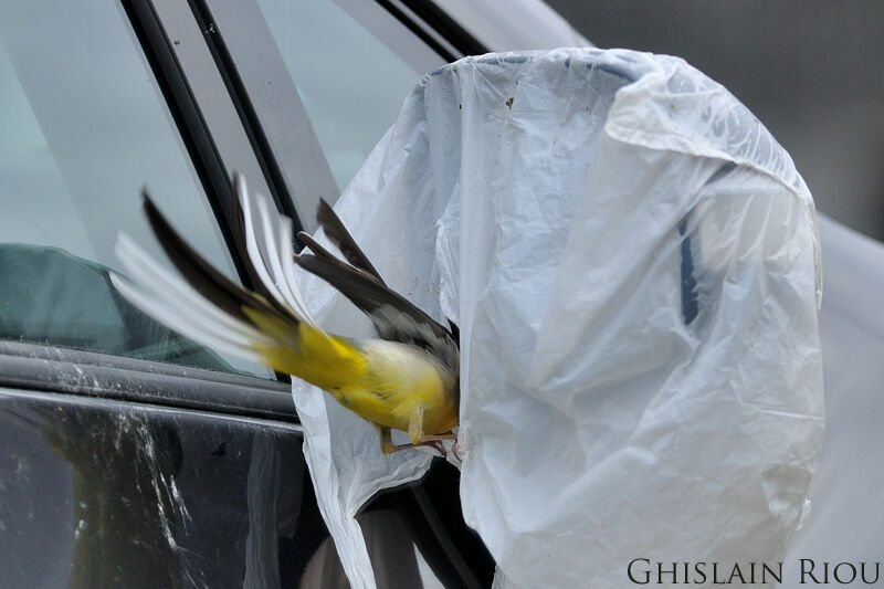 Grey Wagtail