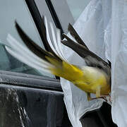 Grey Wagtail