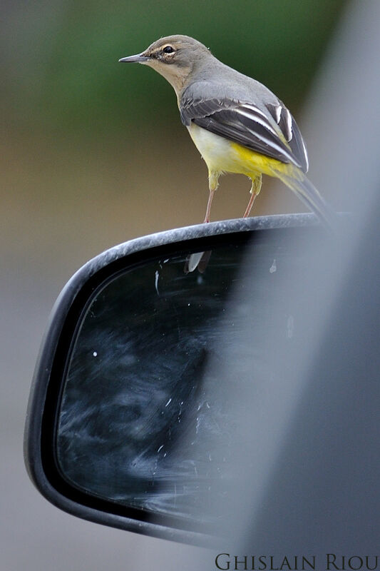 Grey Wagtail