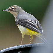 Grey Wagtail