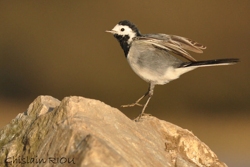 White Wagtail